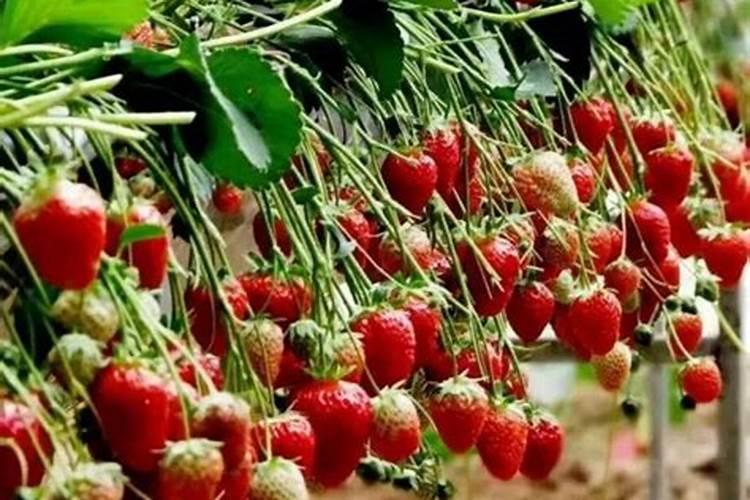 草莓要施什么肥料
