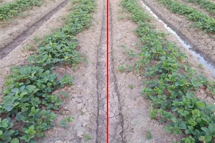 现在花生还能喷磷酸二氢钾吗