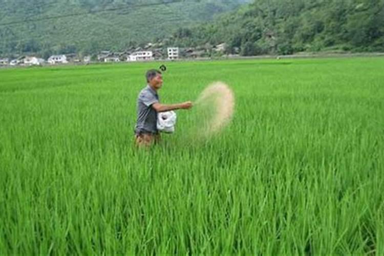 无花果施肥的正确方法