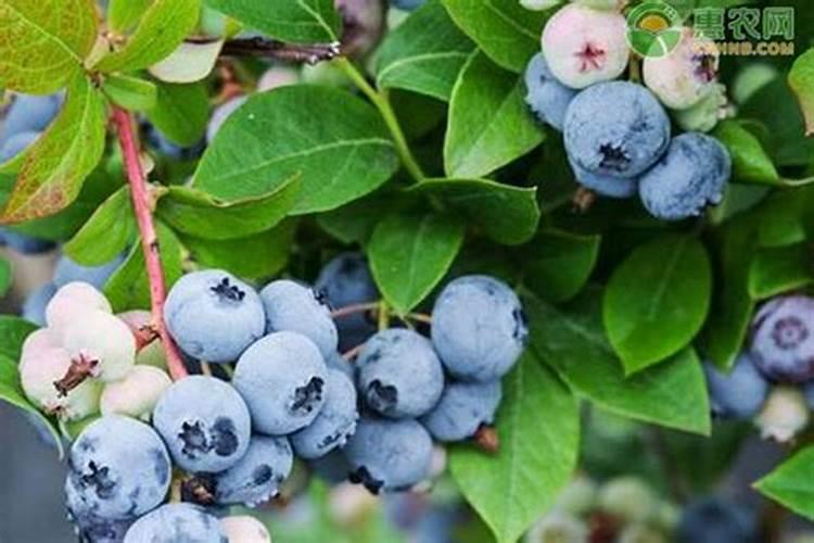 硫酸钾跟氯化钾哪个好