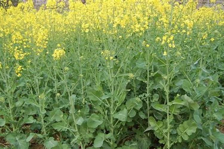 种油菜籽用什么肥料