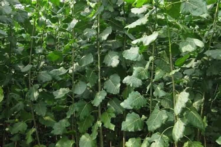 杨树茁壮肥有哪些