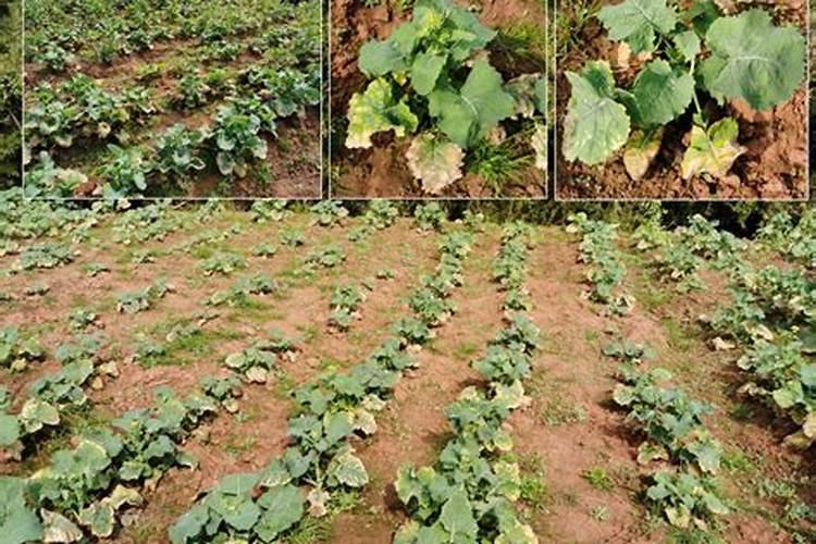 钙肥为什么对细菌性病害有抑制作用