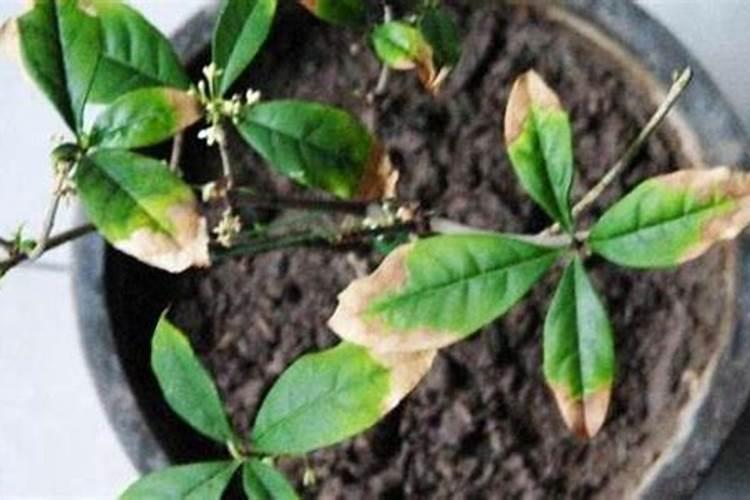 桂花被化肥烧了还能救不