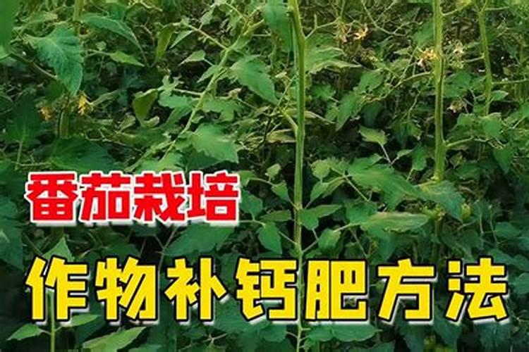 怎么给户外地栽茶花施肥