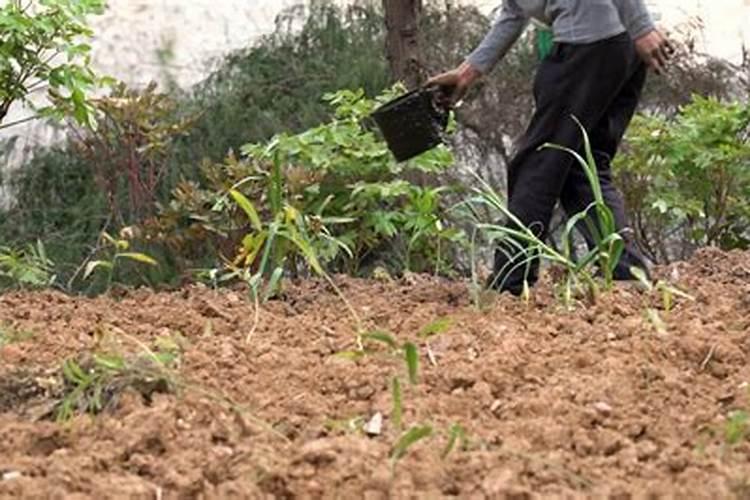 什么是农家肥？使用农家肥有什么好处？