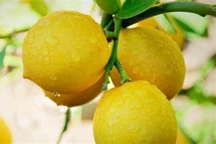 香水柠檬用什么肥料？