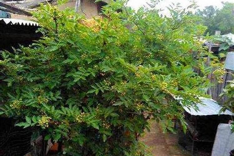 兰花喷什么叶面肥最好(兰花叶面肥喷施注意事项)