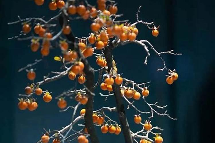 十大公认最好的花肥