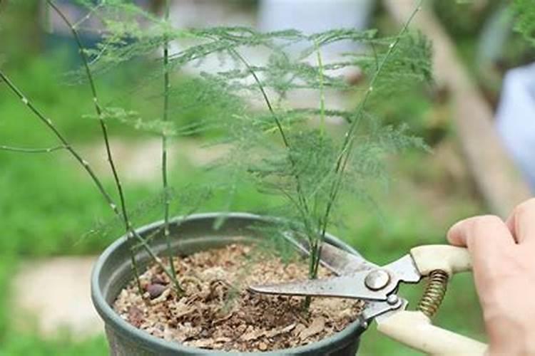 文竹底肥放什么肥好(底肥施用方法)