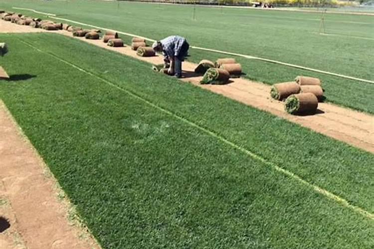 磷酸二氢钾喷大蒜可以吗？