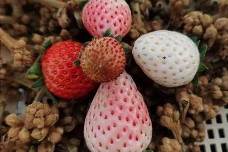 草莓用什么肥料减少畸形果,结果多？草莓专用叶面肥,大棚草莓温度管理