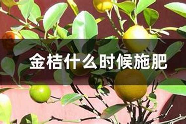 脆蜜金桔要施什么肥料