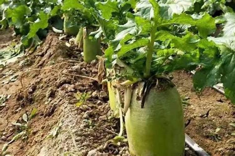 老化肥厂家属院怎么样