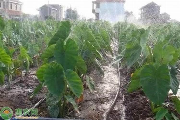 种地先播种还是先施肥