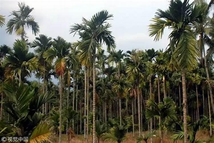 高钾复合肥那家好