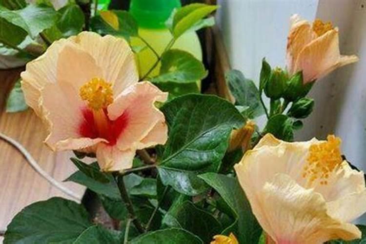 扶桑花叶子卷曲原因及补救处理方法