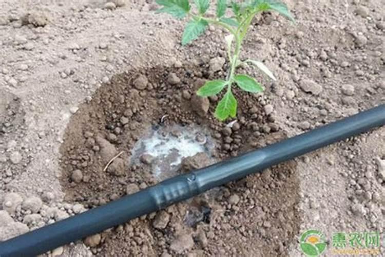 小麦什么时候撒尿素