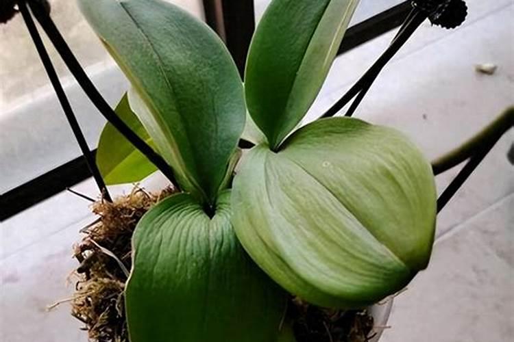 肥料单价多少钱一吨合适