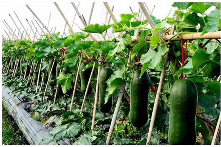 冬瓜苗移植后多少天可以施肥