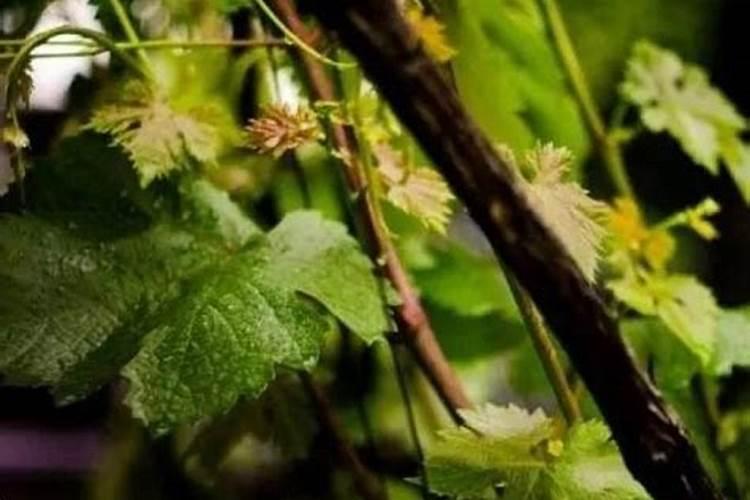 葡萄开花时叶子不大施什么肥？