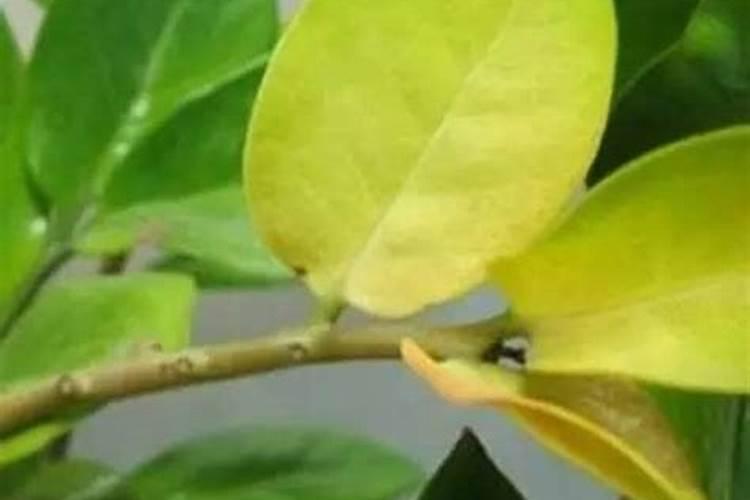 香樟树叶子发黄怎么治
