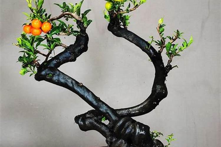 金弹子如何浇水施肥