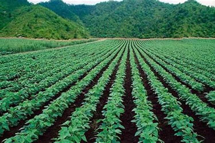 大豆叶面肥早晨喷好还是晚上喷好呢