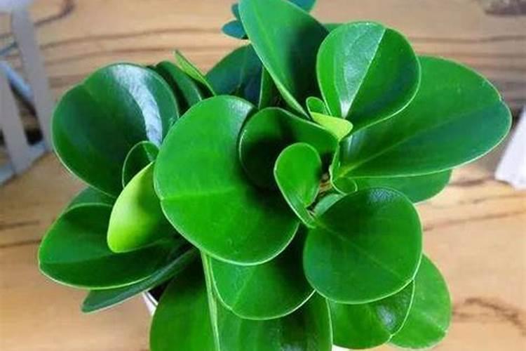 碧玉植物怎么养施肥,充足光照薄肥勤施