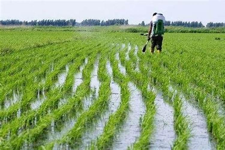 乌金绿水溶肥在茶叶上的应用