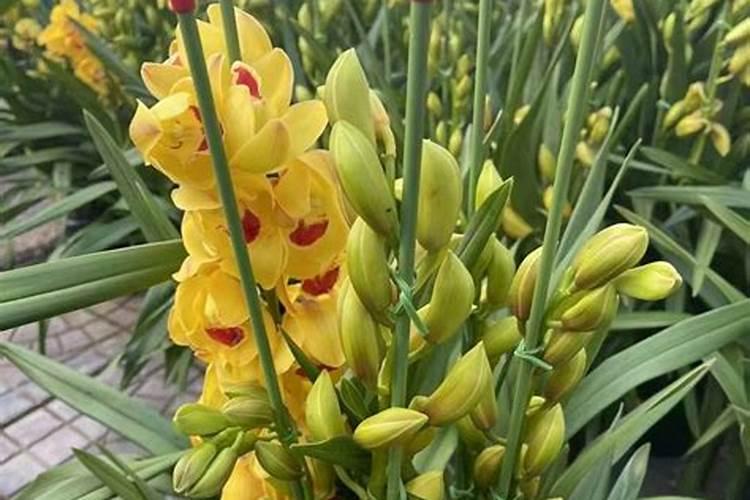 大花蕙兰施肥方法 怎样给大花蕙兰施肥