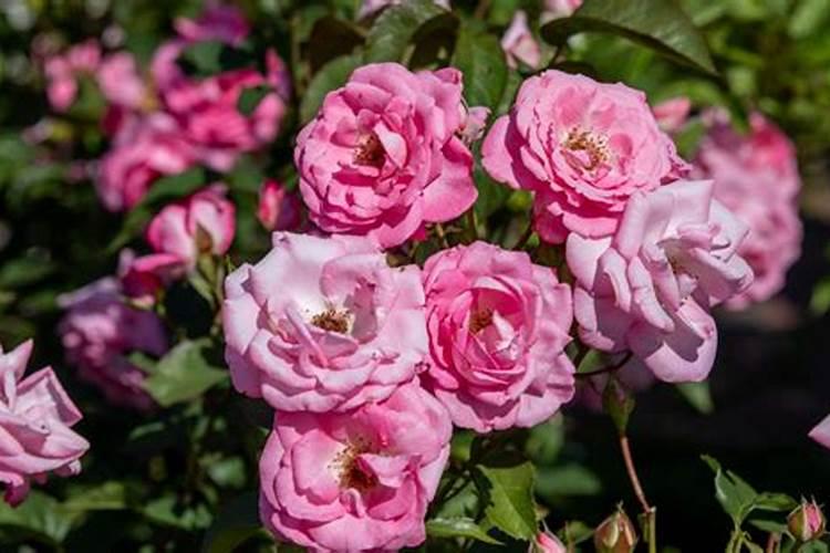 玫瑰花移栽后多久施肥 玫瑰花移栽后的适时施肥