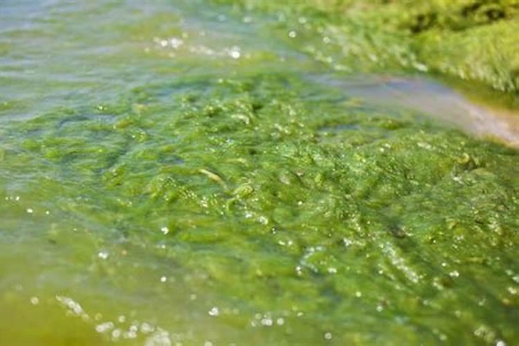 1斤水溶肥兑多少水