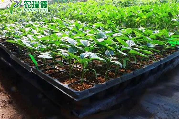 怎样用育苗盘育草莓苗 移栽后几天可以施肥