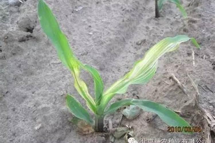 碳酸钙在水中的溶解度曲线