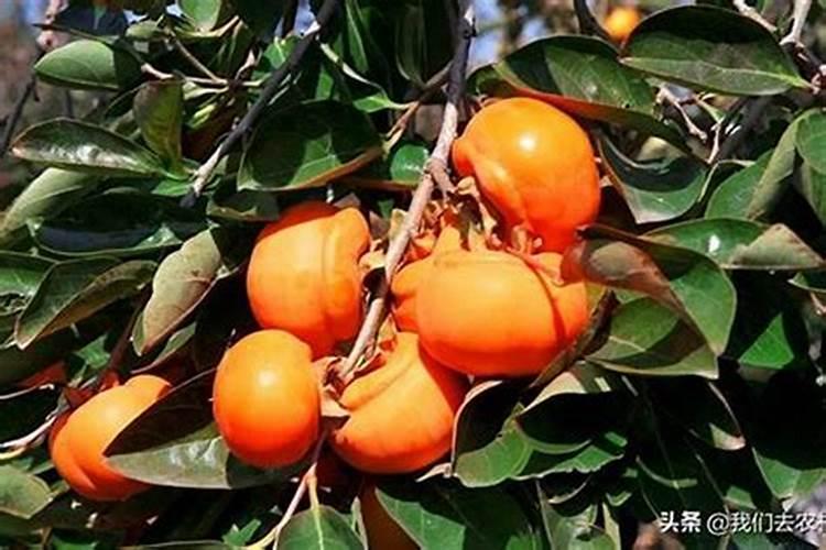 硝酸钾最佳搭配肥料