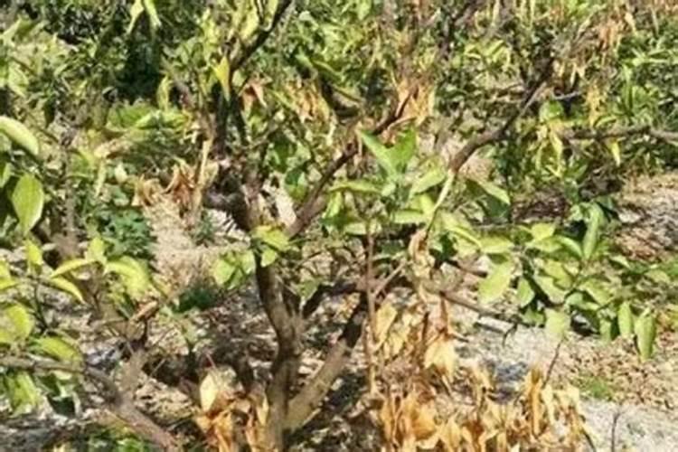 磷肥怎样使用才是正确 磷肥的使用方式