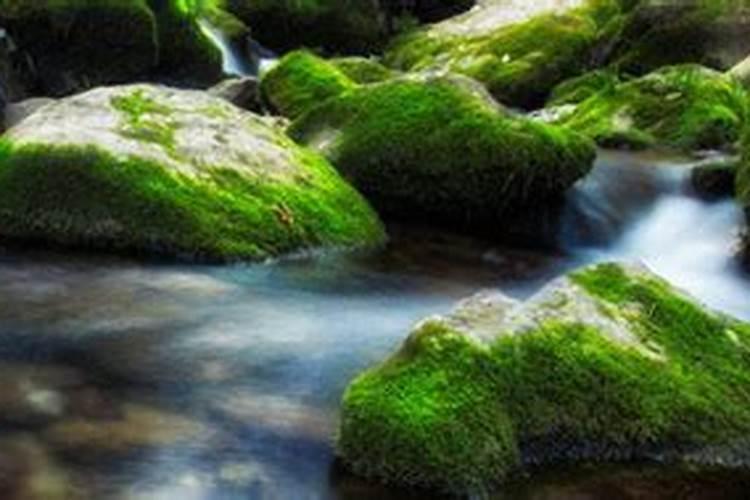 桂花树专用肥有哪些