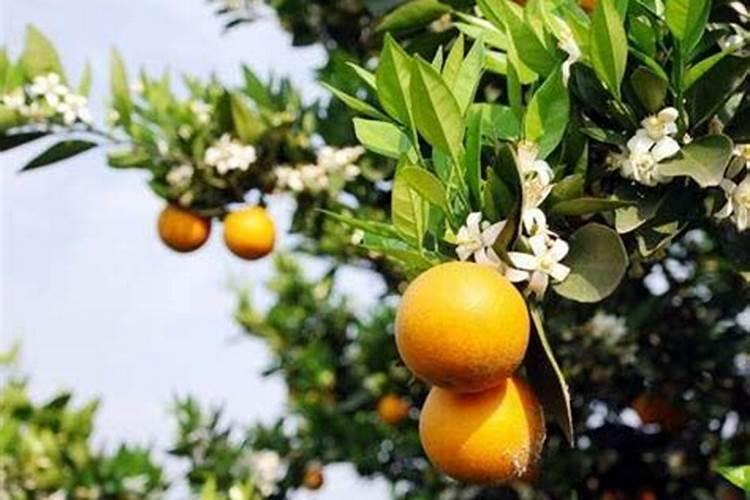大白菜用什么肥料追肥(上几次肥最好,什么时候用肥)