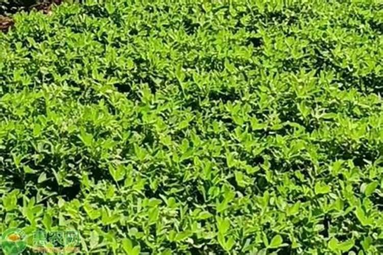 葡萄催芽肥要用什么肥料