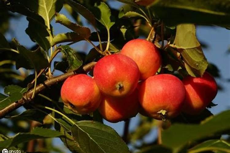 怎样埋到土里堆肥