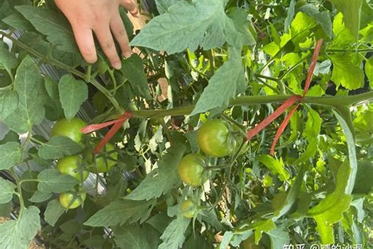 千禧果被建议尽量少吃究竟是为啥