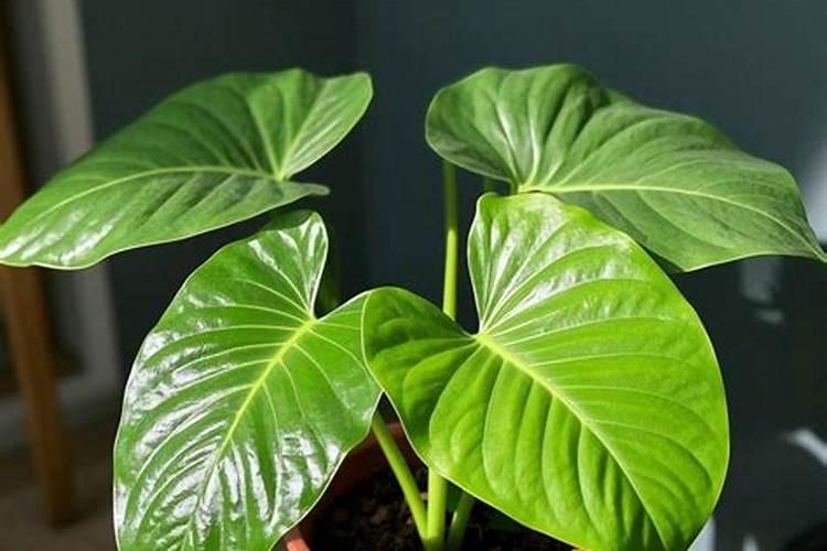 茗莱小宋为您分享水溶肥与复合肥的区别