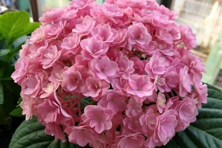 磷钾肥是什么 常用的天然的磷钾肥有哪些