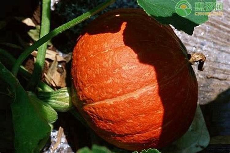 南瓜种植如何实现高产