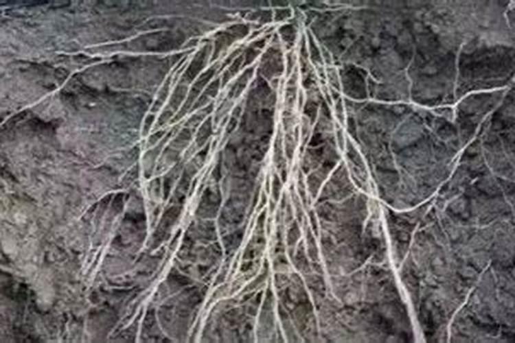 海藻肥十大品牌