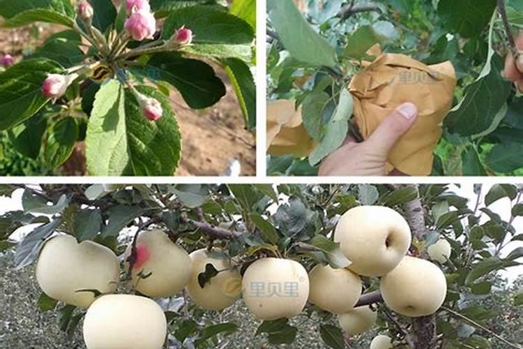 焦磷酸钾在农业上的应用