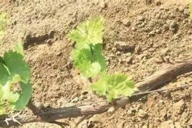 烟草专用肥溶化后,存放久了会失效吗？