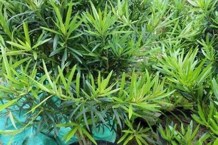 罗汉松施什么肥好