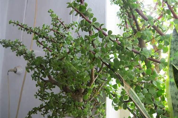 罗汉松开花寓意好不好罗汉松罗汉松秋天开花好吗？秋天开花